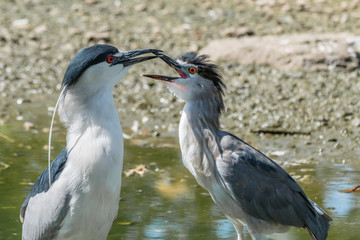 Pair of Black-Headed Night Heron
