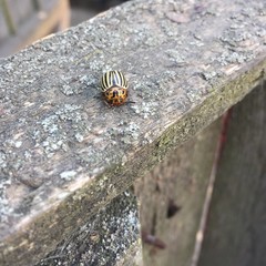 insect, beetle, macro, colorado