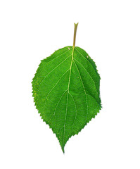 Fototapeta premium leaf isolated on the white