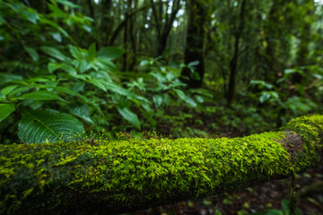 Fern, moss on tree plant in tropical rain forest