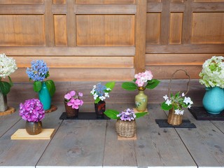 ajisai hydrangea flower pots