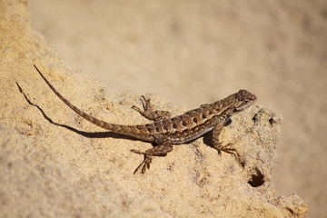 gecko+sand