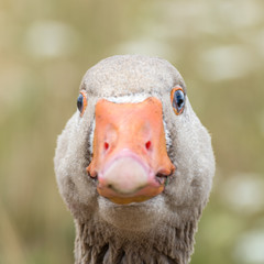 Blue Eyed Greylag Goose