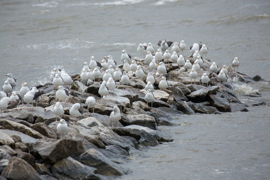 Seagulls on a rock jetty in the Chesapeake Bay in North Beach Calvert County Southern Maryland USA