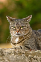 Eine grau getigerte Katze liegt auf einer Sandstein Mauer