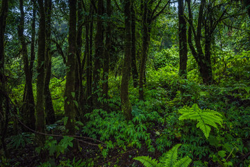 Fototapeta na wymiar Tropical rain forest