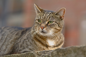 Obraz premium Eine grau getigerte Katze liegt auf einer Sandstein Mauer