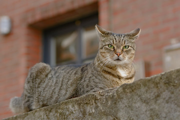 Eine grau getigerte Katze liegt auf einer Sandstein Mauer