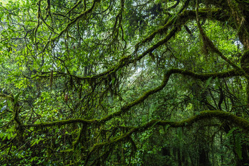 Obraz premium Tropical rain forest