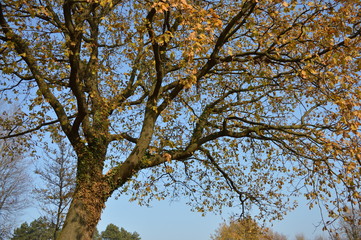 tree in autumn