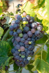 French red and rose wine grapes plant, first new harvest of wine grape in France on domain or chateau vineyard close up