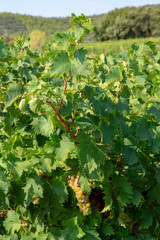 Ripe white wine grapes plants on vineyard in France, white ripe muscat grape new harvest