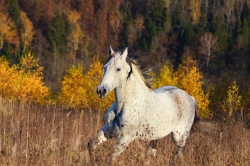 Obraz premium Horse in autumn forest