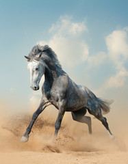 Young gray stallion running on sand - obrazy, fototapety, plakaty