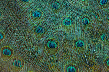 Closeup peacock feathers for background (Green peafowl)