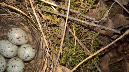 Moss and bird eggs