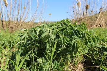 Blood-spitting drug (Sanguisorba officinalis)