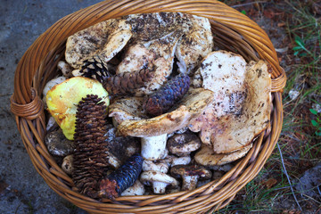 Full basket of autumn mushrooms. Natural organic food. Mushrooms in a natural setting, with earth, leaves and branches of needles. Autumn gathering of mushrooms. Composition with wild mushrooms.