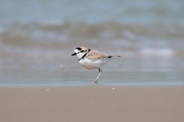 Male Malaysian plover is a small wader that nests on beaches and salt flats in Southeast Asia. 