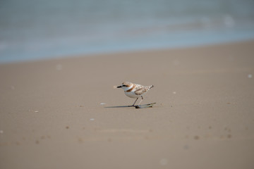 Male Malaysian plover is a small wader that nests on beaches and salt flats in Southeast Asia.
