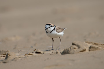 Male Malaysian plover is a small wader that nests on beaches and salt flats in Southeast Asia. 