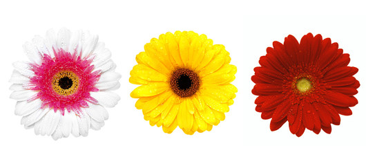 Beautiful collection of three flowers gerbera isolated on white background 
