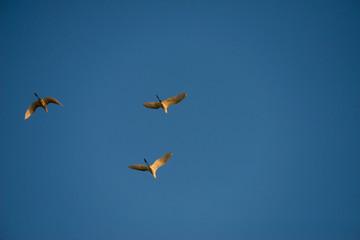 Flying Herons with blue sky background, they are the long-legged freshwater and coastal birds in the family Ardeidae