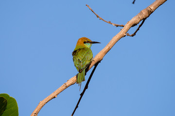 Green bee-eater or little green bee-eater is a near passerine bird in the bee-eater family. 