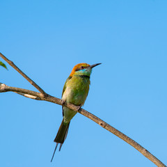 Green bee-eater or little green bee-eater is a near passerine bird in the bee-eater family.