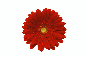 
beautiful Red gerbera flower isolated on white background 