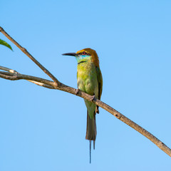Green bee-eater or little green bee-eater is mainly insect eaters and they are found in grassland, thin scrub and forest often quite far from water.