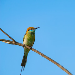 Green bee-eater or little green bee-eater is mainly insect eaters and they are found in grassland, thin scrub and forest often quite far from water.
