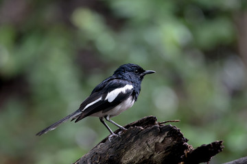 Male Oriental magpie-robin, they are common birds in urban gardens as well as forests.