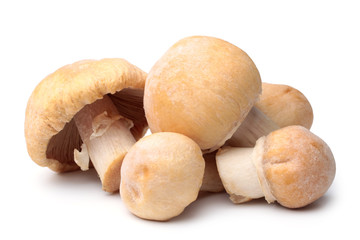 Gypsy mushrooms