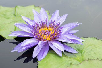Purple water lily in a pond at Botanical garden