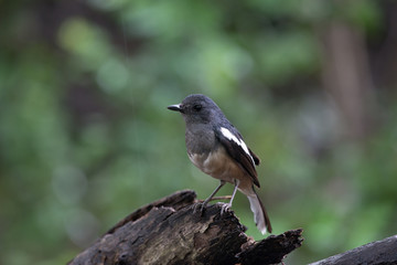 Female Oriental magpie-robin, they are common birds in urban gardens as well as forests.
