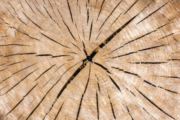 Abgesägter Baumstamm mit Holzstruktur als Hintergrund