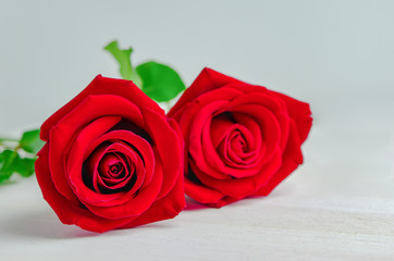 Close up of red rose flowers on white background