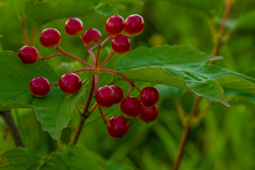 red, fruit, berry, tree, cherry,