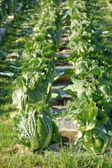 畑・野菜