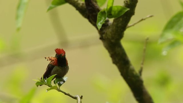 Tufted coquette, Lophornis ornatus sitting on branch during rain, bird from rain tropical forest, ASA Wright Center, Trinidad and Tobago, colouful bird sitting in the rain and enjoying shower