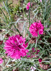 Cornflower blossomed in the garden
