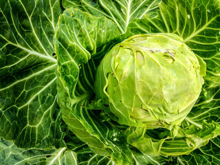 Inflorescence of cabbage in the garden