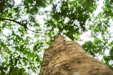 Tree Growing Strong