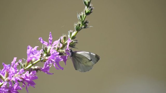 utterfly on flower drinking nectar
