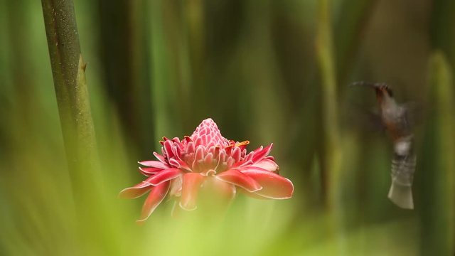 Green hermit, Phaethornis guy, hovering next to red flower in garden, bird from caribean tropical forest,  Trinidad and Tobago, natural habitat, beautiful green bird eating nectar