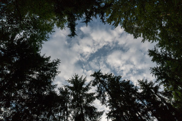 Himmel aus einer Lichtung