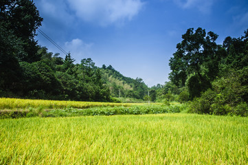 Rice field scenery in autumn