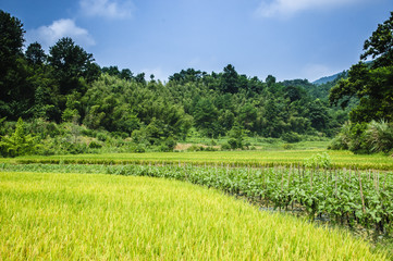 Rice field scenery in autumn