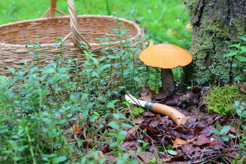 Mushroom growing near the tree in the forest.